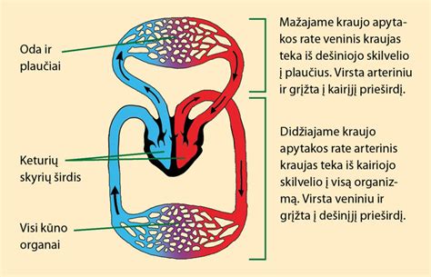 Scheminis vaizdas, kaip kraujas teka per širdies pertvaros defektą