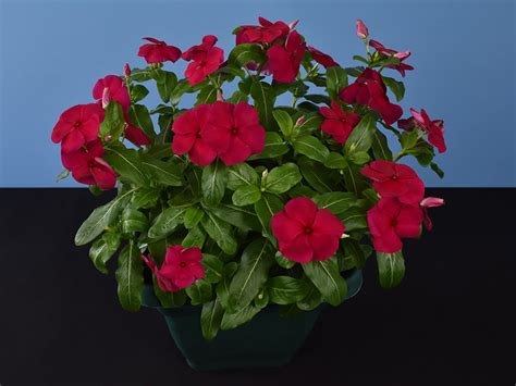 Vincas Pranckietis jaunystėje