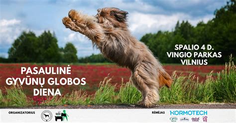 Gyvūnas laukia globos