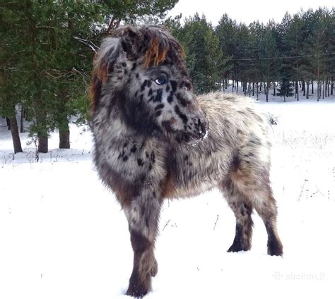 Kumeliukas glostomas žmogaus