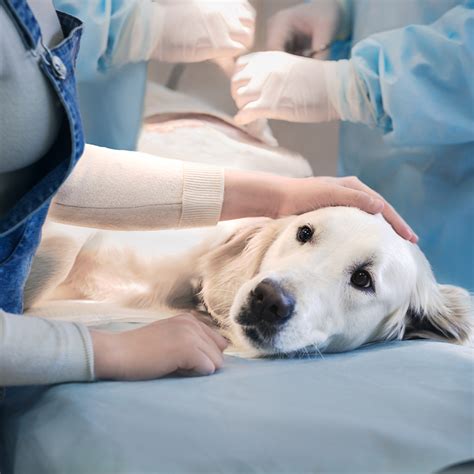 sterilizacija šunims