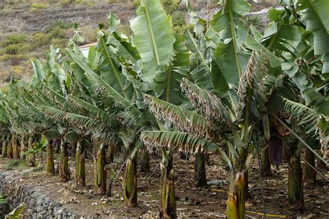 Turkijos Mahmutlaro vaizdai: bananų plantacijos ir jūra