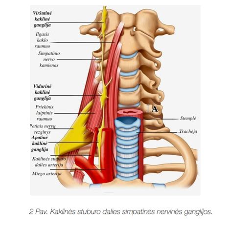 Scheminis vaizdas, kaip vaisius gali spausti kaklo raumenis mamos įsčiose