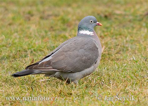 Keršulis (Columba palumbus)