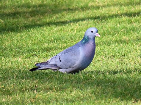 Uldukas (Columba oenas)