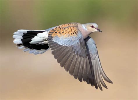 Purplelis (Streptopelia turtur)