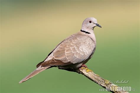 Pietinis Purplelis (Streptopelia decaocto)