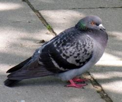 Naminis Karvelis (Columba livia)