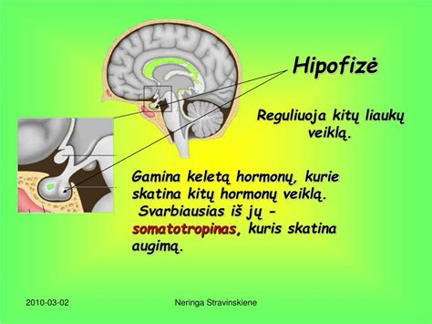 Hipofizės liauka smegenyse