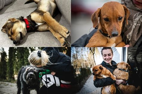 Nuotrauka su prieglaudos gyvūnais