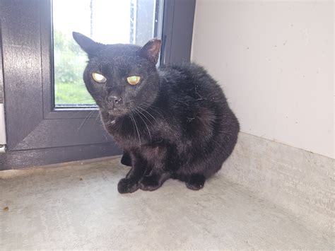 Infografika apie gyvūnų globos organizacijų finansavimą