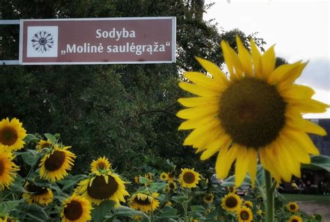 Saulėgrąžų laukas sodyboje Molinė Saulėgrąža