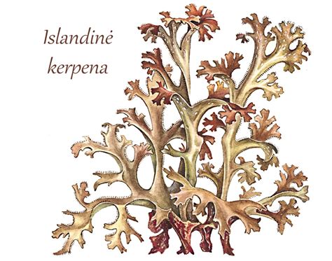 Schema, kaip veikia islandinė kerpena ant gleivinės
