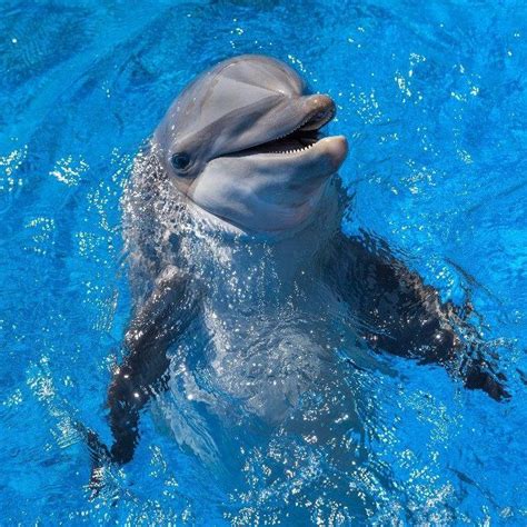 Delfinai bendraujantys su vaikais