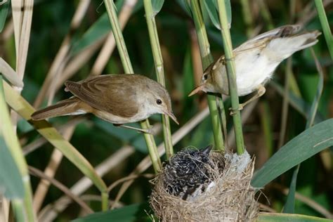 Paukščių jauniklis