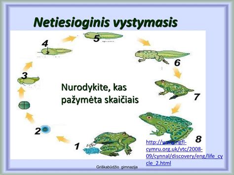 Gemalo vystymosi etapai: nuo zigotos iki blastocistos