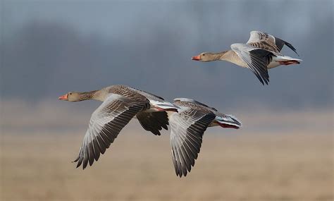 Joniukas gano žąsis