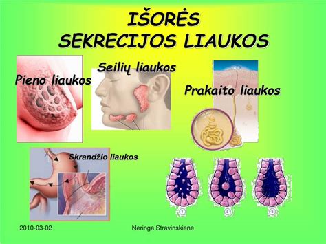 Scheminis skydliaukės liaukos pavaizdavimas