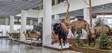 Gyvūnų iškamšos Tado Ivanausko zoologijos muziejuje