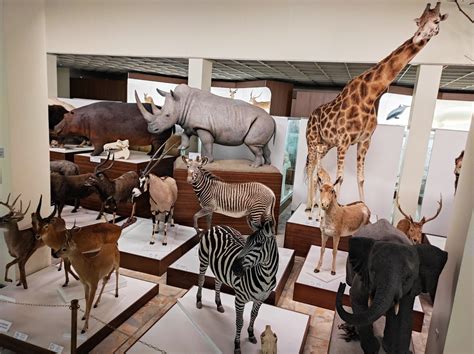 Lentelė su Tado Ivanausko zoologijos muziejaus kolekcijų dydžiais