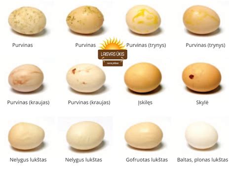 Įvairių paukščių kiaušinių nuotraukos