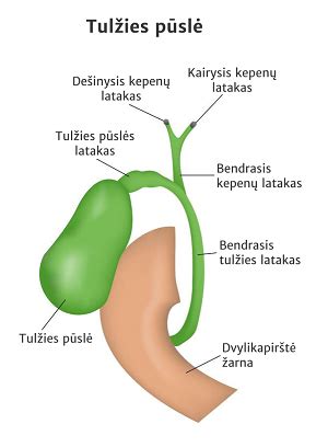 Schematinis kepenų ir tulžies pūslės vaizdas