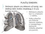Plaučių sandara ir alveolių funkcija