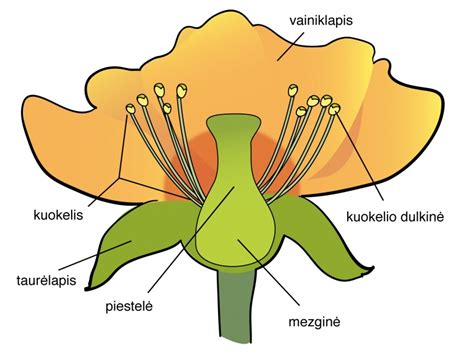 Schema: Žiedo dalys ir jų funkcijos