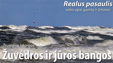 Žagsulys ir Bedantis skrenda virš jūros