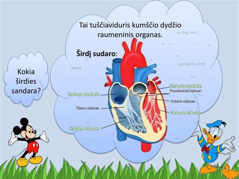Schema, kaip kraujas cirkuliuoja širdyje su skilvelių pertvaros defektu