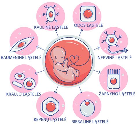 Schema kamieninių ląstelių iš virkštelės ir placentos surinkimo