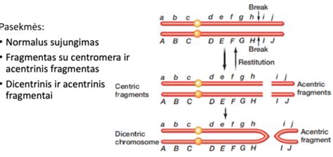 Chromosomų struktūros schema