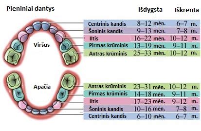 vaiku dantys silantai