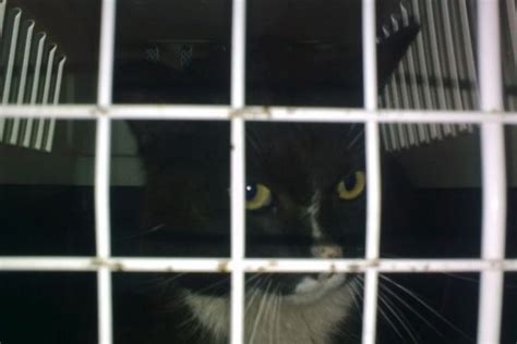 Laikina globa namuose