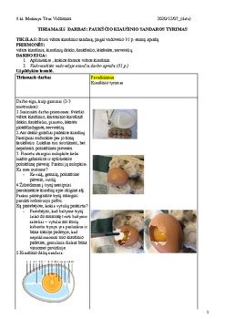 Kiaušinio sandaros schema