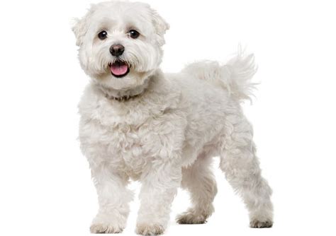 Maltos bišonas šukuojamas