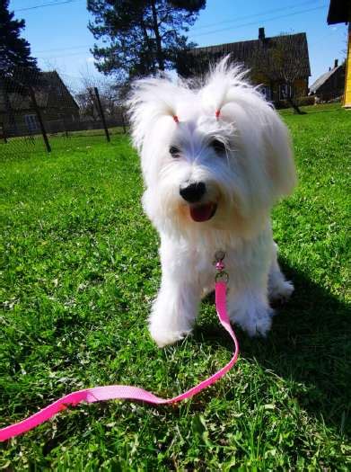 Šeima su Maltos bišonu