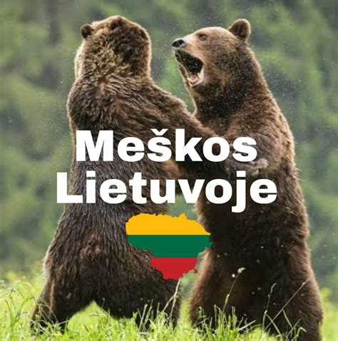 Kiškio ir meškos susitikimas