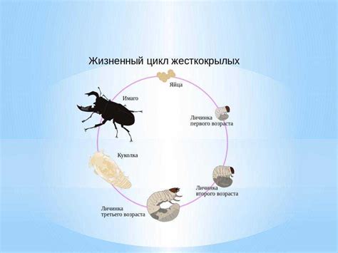 Dvynių vaisiaus vystymosi schema