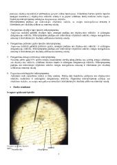 Mikroskopinis makšties epitelio ląstelių vaizdas rujos metu