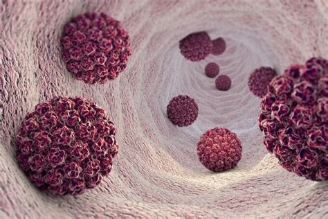 Žmogaus papilomos viruso (ŽPV) struktūra