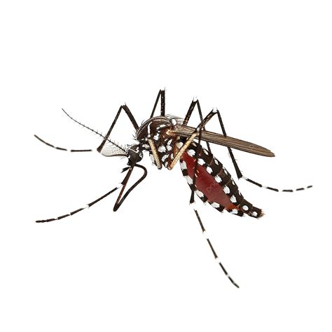 Aedes uodo iliustracija