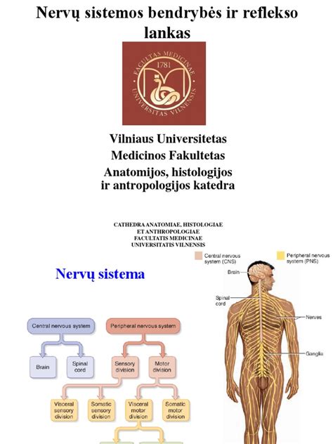 Nervų sistemos schema