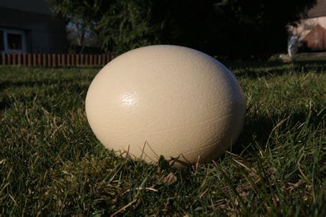 Stručių kiaušinio dydis ir lukštas