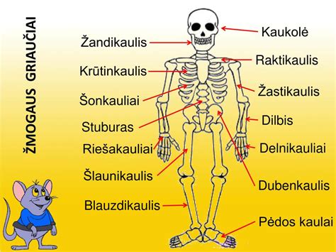 Žmogaus rankos skeletas su papildomu pirštu