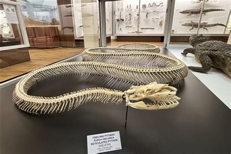 Judančios gyvatės skeletas
