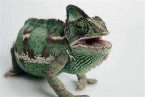 Chameleono liežuvio gaudymo mechanizmas