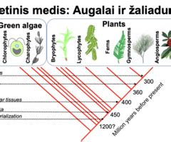 Vardų kilmės medis