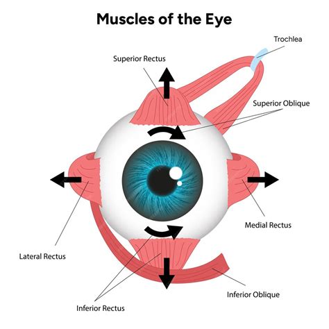 schema of eye muscles