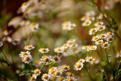Vaistinių augalų poveikis virškinimui